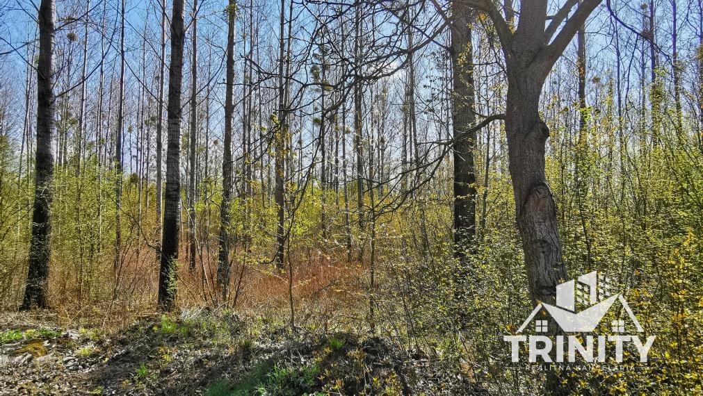 Znížená cena - Na predaj pozemok obklopený prírodou pri meste Kolárovo