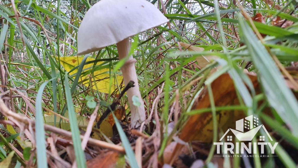 Na predaj LES medzi Komárnom a Hurbanovom, Svätý Peter