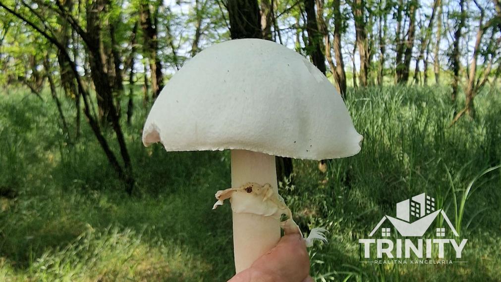 Na predaj LES medzi Komárnom a Hurbanovom, Svätý Peter