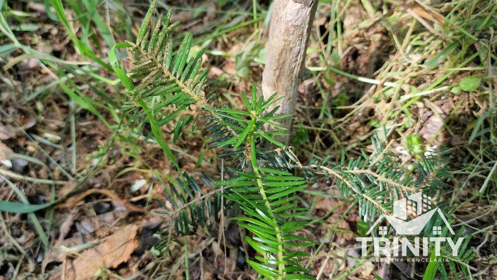 Na predaj LES medzi Komárnom a Hurbanovom, Svätý Peter