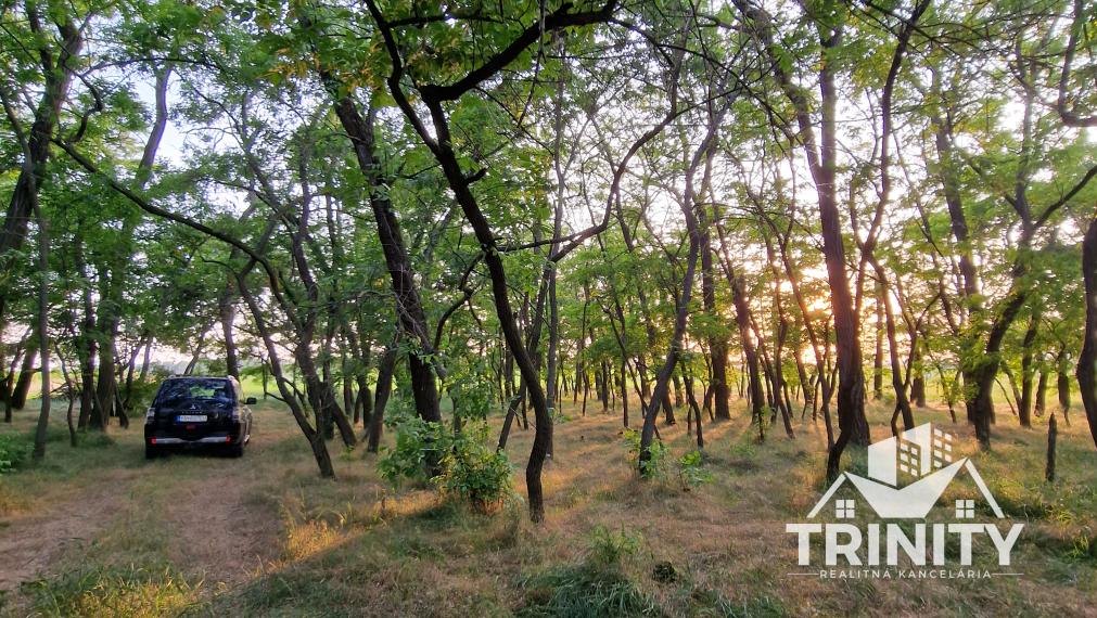 Na predaj LES medzi Komárnom a Hurbanovom, Svätý Peter