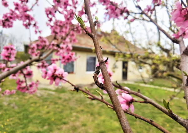 Na predaj Rodinný dom v meste Nové Zámky