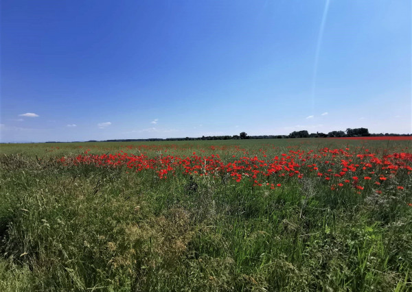 Na predaj veľký slnečný pozemok lokalita Hliník - Nové Zámky