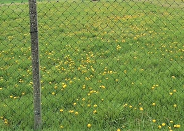 Na predaj stavebný pozemok v meste Kolárovo