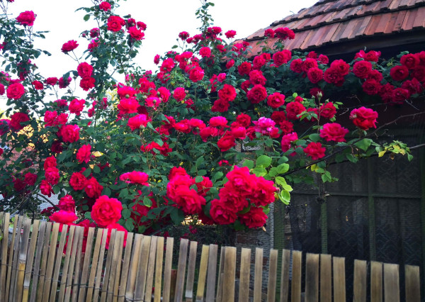 Na predaj stavebný pozemok so starším domom v obci Kolta