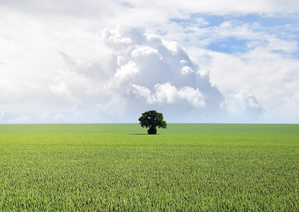 Na predaj stavebný pozemok v meste Nové Zámky