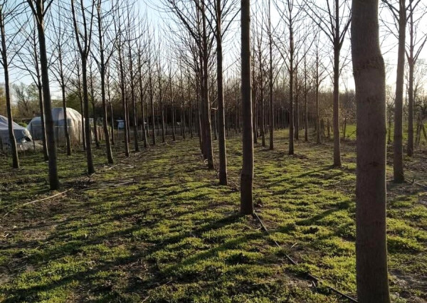 Na predaj pozemok - záhrada v obci Zemné